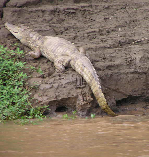 Eumetazoa