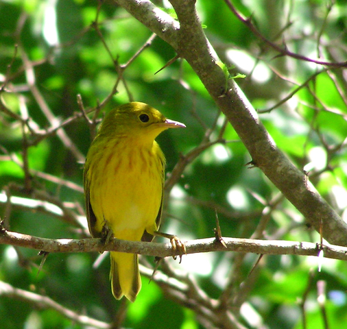 Photo of Dendroica petechia