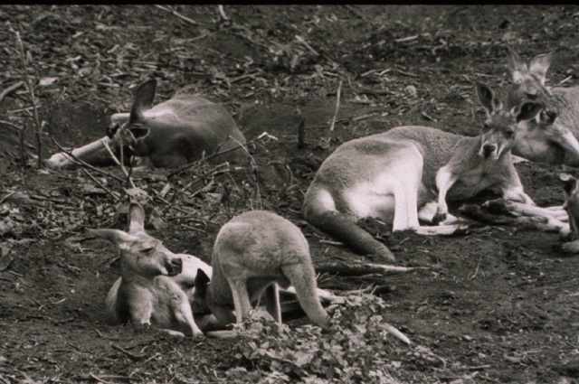 Macropus rufus