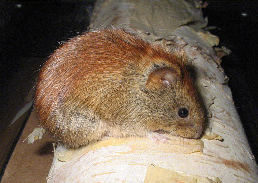 Rodentia