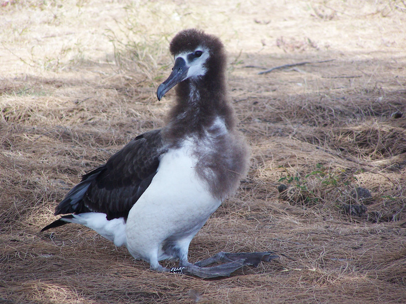 Laysan_Albatross