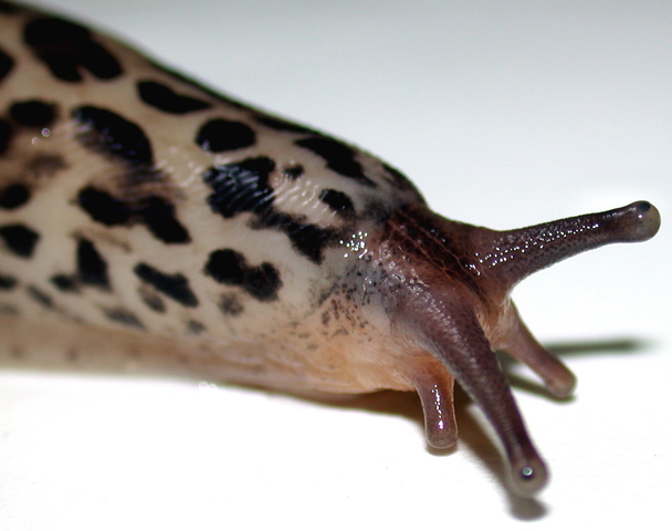 Photo of Limax maximus