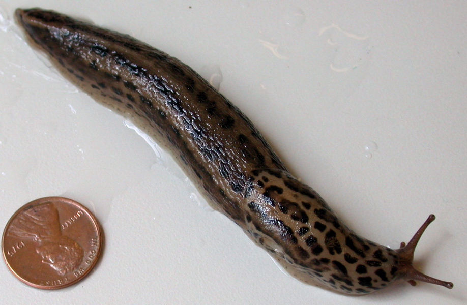 Limax maximus