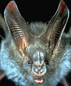 Chiroptera