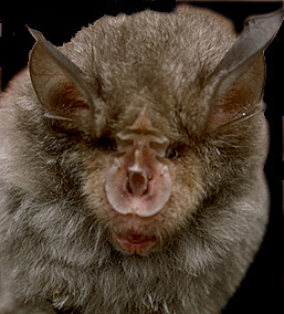 Chiroptera