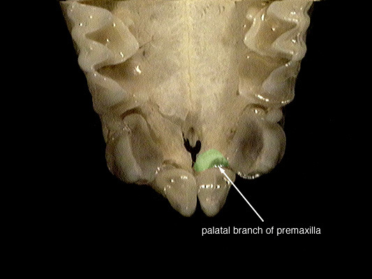 Gnathostomata