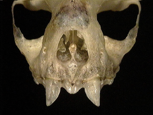 Vertebrata