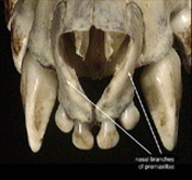 Deuterostomia