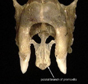 Rhinolophus