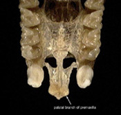 rhinolophus_palatal_th