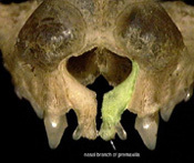 rhinopoma_nasal_th