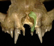 saccopteryx_nasal_th