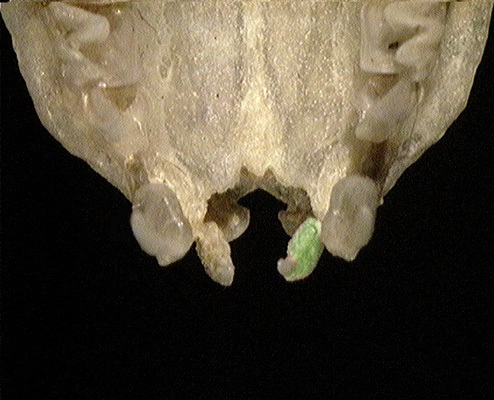 Craniata