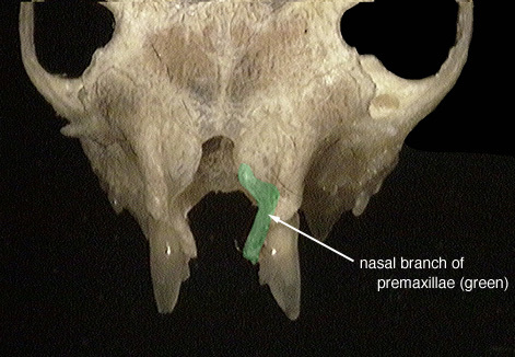 Craniata