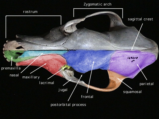 Tetrapoda