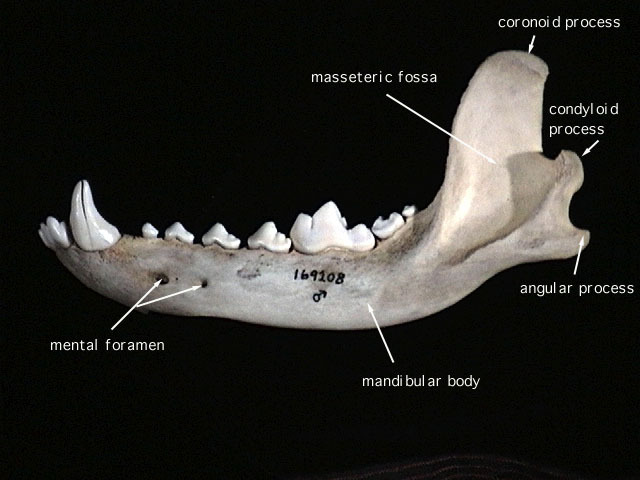 Euteleostomi