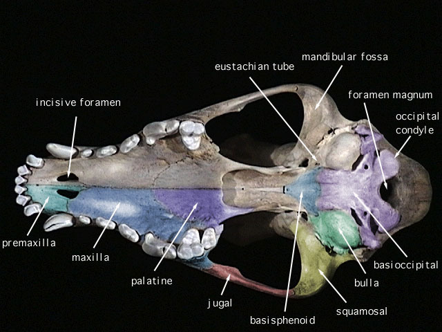 Euteleostomi