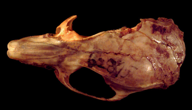 Craniata