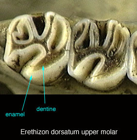 Vertebrata