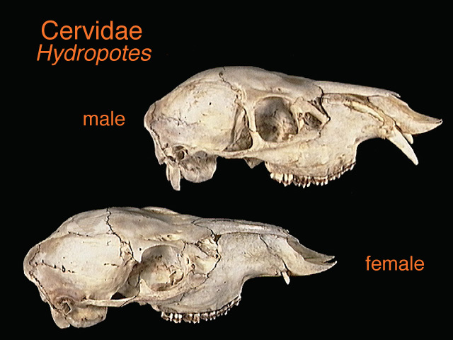 Euteleostomi