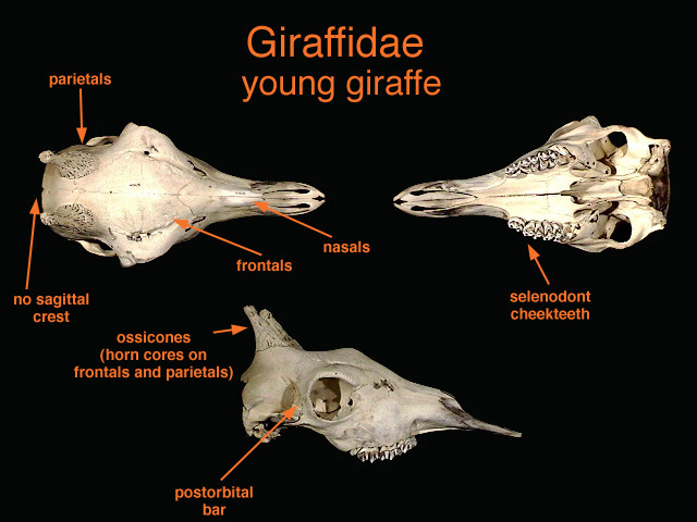 Eumetazoa