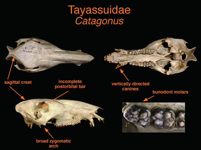 Artiodactyla