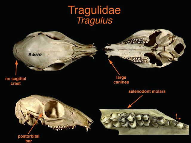 Vertebrata