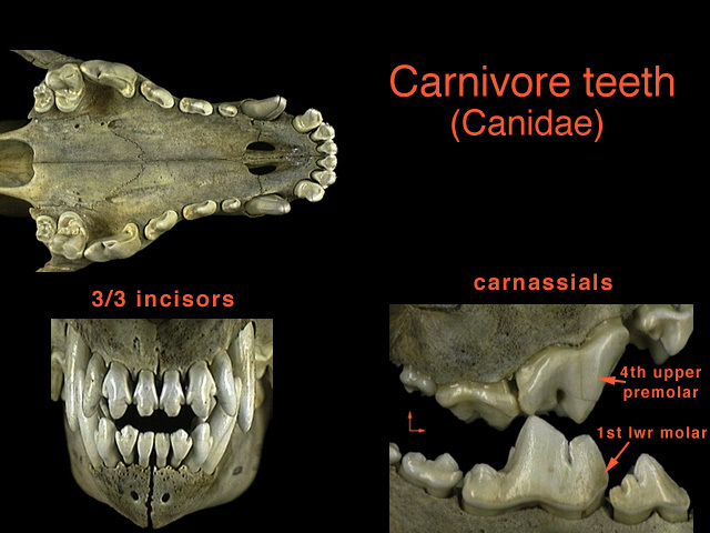 Carnivora