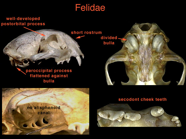 Vertebrata