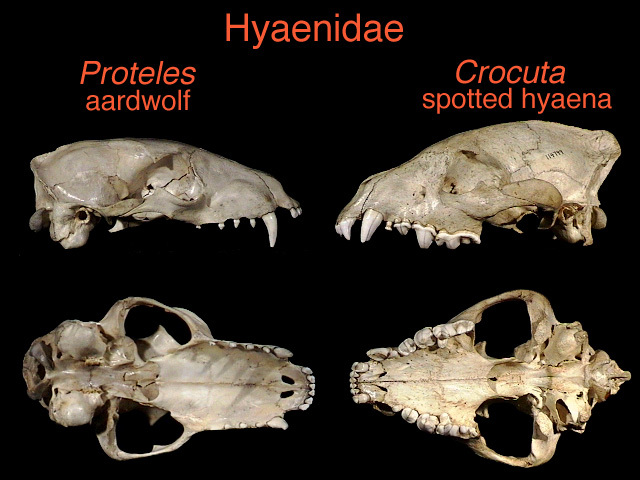 hyaenidae