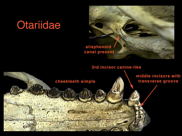 Euteleostomi