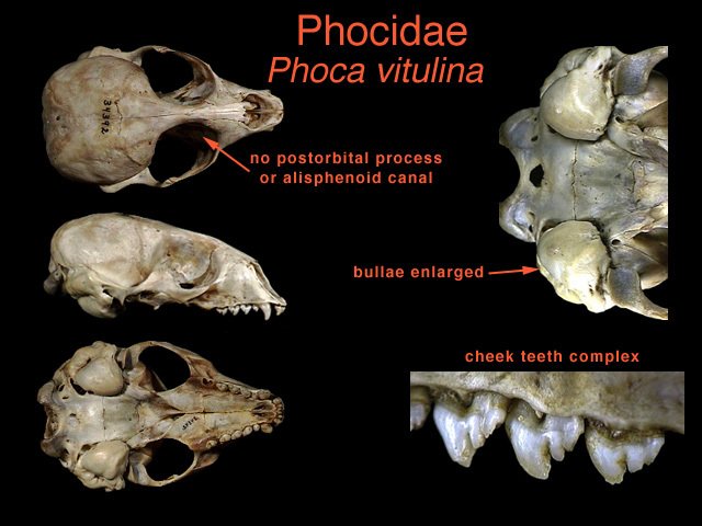 Craniata