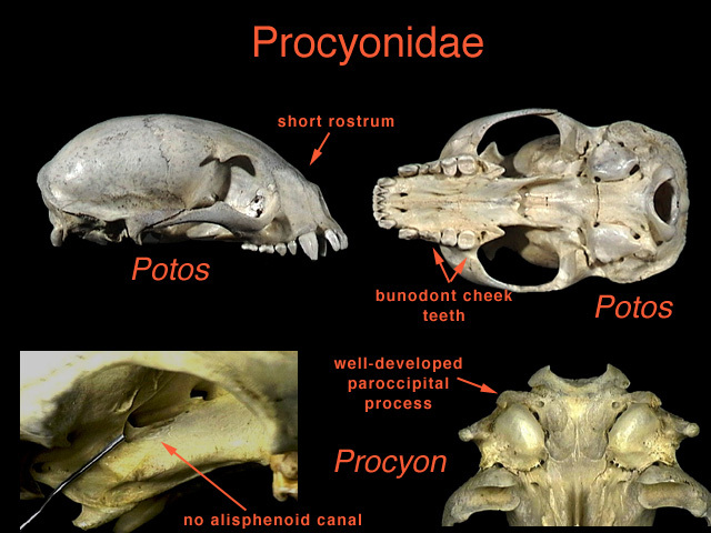 Tetrapoda