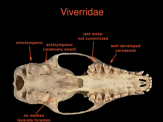 Viverridae