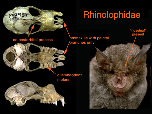 Vertebrata