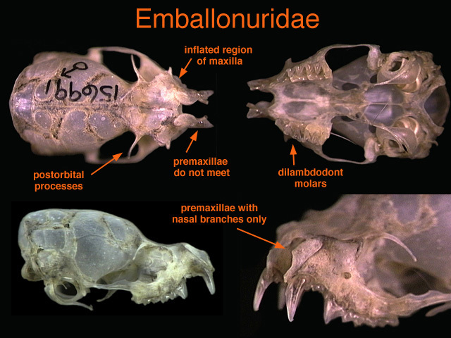 Euteleostomi