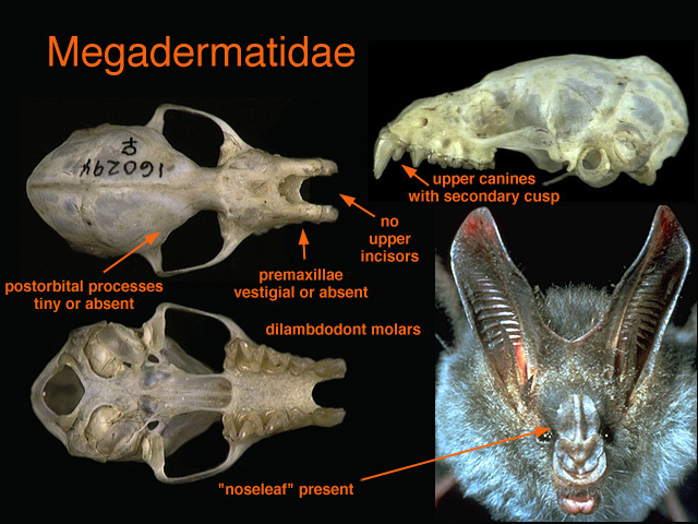 Sarcopterygii