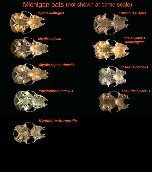 Myotis lucifugus