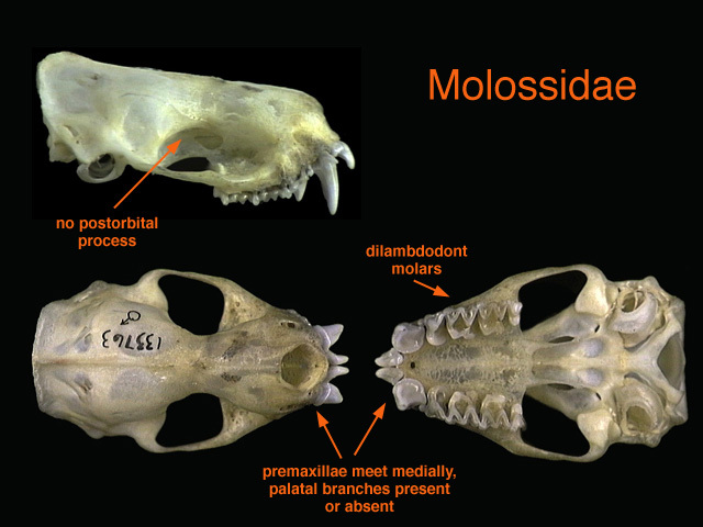 Synapsida