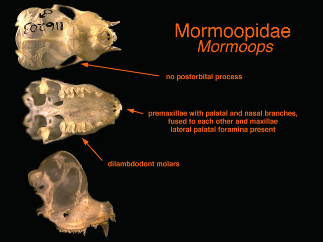 mormoopidae
