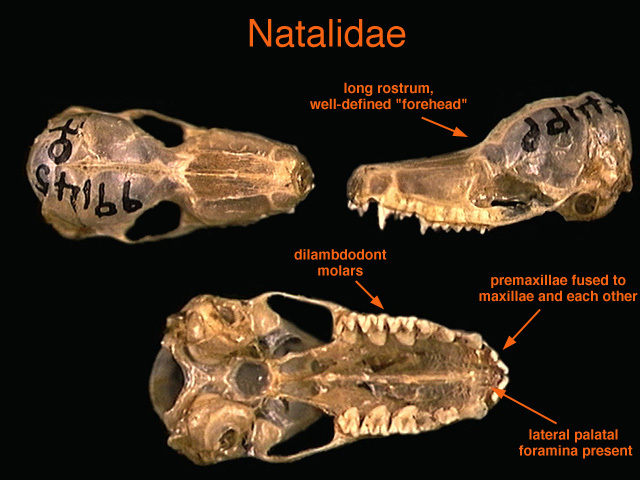 natalidae