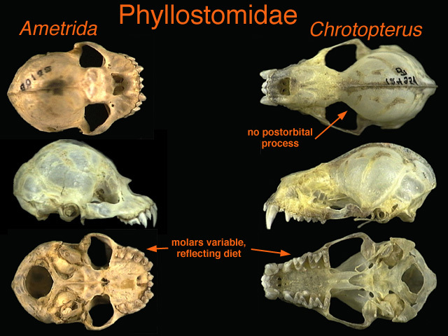 Phyllostomidae