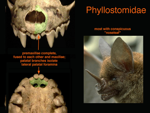 Craniata