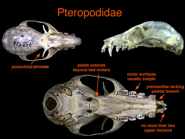 Eumetazoa