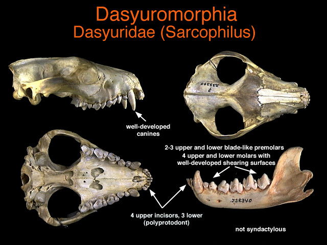 Sarcopterygii