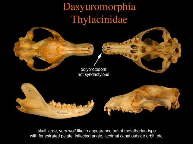 Metatheria