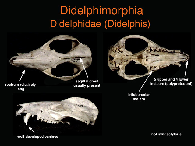 Vertebrata