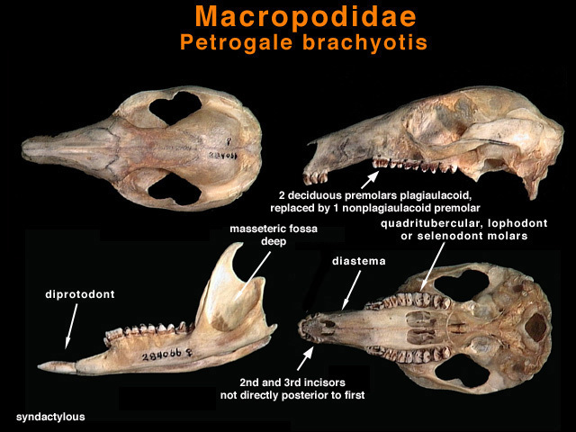 Sarcopterygii