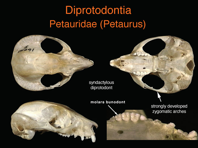 petauridae