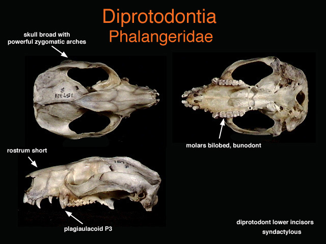 Diprotodontia